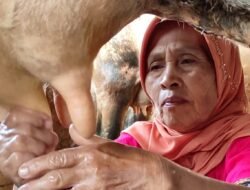 SUSU: Jaga Produksi Saat Kemarau, Peternak Didorong Gunakan Silase
