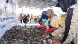 UDANG: Hasil Rekayasa Teknologi, Tambak Pemprov Jateng Sukses Panen