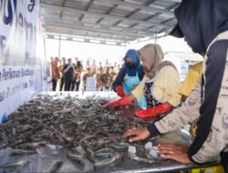UDANG: Hasil Rekayasa Teknologi, Tambak Pemprov Jateng Sukses Panen