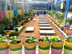 URBAN FARMING: Ketika Lahan Tidur di Malaka Jaya, Jakarta Diubah…