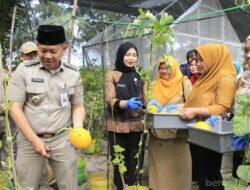 MELON: Sumringah, Bupati Pimpin Panen Melon di RPTRA Tanjung Elang Berseri, Kepulauan Seribu