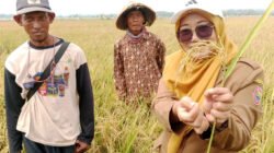 PADI: Ketika Tanah Asin di Pesisir, Kabupaten Batang, Jawa Tengah, Disulap Jadi Lahan Ladang Padi…
