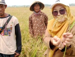 PADI: Ketika Tanah Asin di Pesisir, Kabupaten Batang, Jawa Tengah, Disulap Jadi Lahan Ladang Padi…