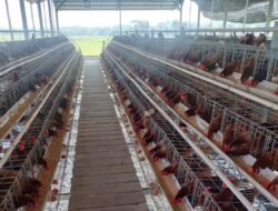 AYAM PETELUR: Dongkrak Ekonomi Warga dengan Usaha Peternakan, Hasilkan 100 Kg Telur Setiap Hari
