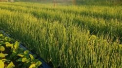 BAWANG MERAH: Petani Sumber Kembangkan dari Benih, Pemkab Rembang Dorong Penguatan Sentra Hortikultura