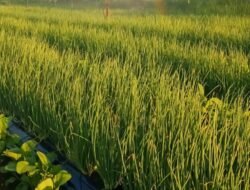 BAWANG MERAH: Petani Sumber Kembangkan dari Benih, Pemkab Rembang Dorong Penguatan Sentra Hortikultura