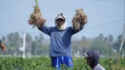 BAWANG MERAH: Panen Raya di Bantul, Yogyakarta Capai 4.000 Ton, Nilai Produksi Tembus Rp72 Miliar