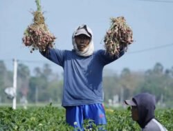BAWANG MERAH: Panen Raya di Bantul, Yogyakarta Capai 4.000 Ton, Nilai Produksi Tembus Rp72 Miliar