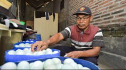 Jalan-Jalan ke Kampung Bebek, di Dusun Tawangsari, Kejapanan Kebanjiran, Kabupaten Pasuruan, Jawa Timur….