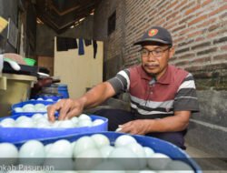 Jalan-Jalan ke Kampung Bebek, di Dusun Tawangsari, Kejapanan Kebanjiran, Kabupaten Pasuruan, Jawa Timur….