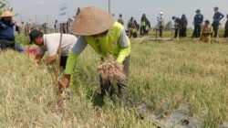 BAWANG MERAH: Potensi Baru di Ngrajeg, Kabupaten Magelang, Jawa Tengah, , Petani Senang Bisa Panen