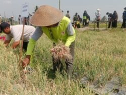 BAWANG MERAH: Potensi Baru di Ngrajeg, Kabupaten Magelang, Jawa Tengah, , Petani Senang Bisa Panen