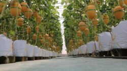 MELON: Panen, Lumbung Mataraman Giripeni Dorong Kemandirian Pangan dan Petani Milenial
