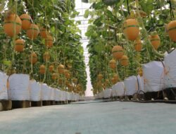 MELON: Panen, Lumbung Mataraman Giripeni Dorong Kemandirian Pangan dan Petani Milenial
