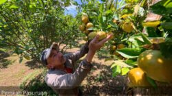 Asyiknya Wisata Petik Jeruk di Desa Wonosari, Tutur, Kabupaten Pasuruan, Jawa Timur