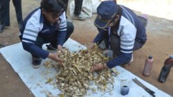 JAGUNG: Mahasiswa Undip, Semarang, Latih Petani Ubah Limbah Jagung jadi Pakan Alternatif
