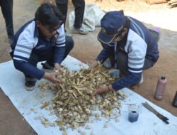 JAGUNG: Mahasiswa Undip, Semarang, Latih Petani Ubah Limbah Jagung jadi Pakan Alternatif
