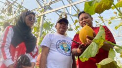 Wisata Petik Melon Ramaikan HUT Kemerdekaan RI di Batang, 700 Buah Siap Dipanen