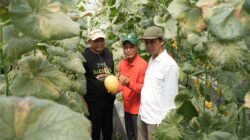 MELON: Asyiknya Panen Perdana Melon Premium Sumberharjo, Sleman