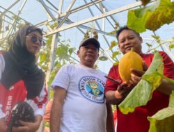 Wisata Petik Melon Ramaikan HUT Kemerdekaan RI di Batang, 700 Buah Siap Dipanen
