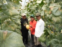 MELON: Asyiknya Panen Perdana Melon Premium Sumberharjo, Sleman