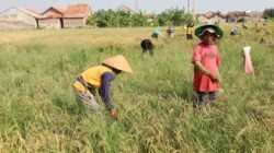 PADI: Kota Pekalongan Siapkan Pusat Benih Padi Biosalin untuk Pantura