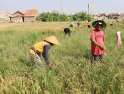 PADI: Kota Pekalongan Siapkan Pusat Benih Padi Biosalin untuk Pantura