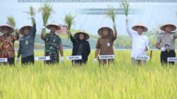 SMART FARMING: Kolaborasi Positif Dongkrak Produktivitas Padi Petani Bungaraya hingga 10 Persen