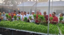 URBAN FARMING: Keren…Panen Serentak di Jakarta Timur Hasilkan 2 Ton