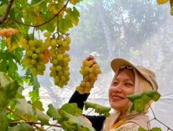 Asyiknya Petik Anggur di Sleman, Yogyakarta, Kembangkan Pertanian Kreatif
