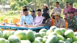 Ketika Bumkam Kota Ringin, Kabupaten Siak, Riau, Panen 30 Ton Semangka dari Lahan Tidur…