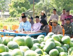 Ketika Bumkam Kota Ringin, Kabupaten Siak, Riau, Panen 30 Ton Semangka dari Lahan Tidur…