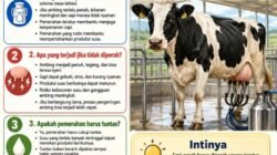 SAPI PERAH: Mengapa Harus sering Diperah?