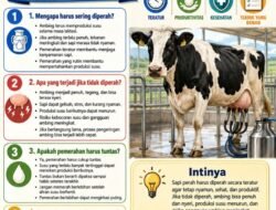 SAPI PERAH: Mengapa Harus sering Diperah?