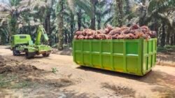 KELAPA SAWIT: Konsumsi Meningkat, Stok Menipis