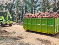 KELAPA SAWIT: Konsumsi Meningkat, Stok Menipis
