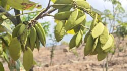 ENERGI HIJAU: Ecopha, Jalur Menuju Bioekonomi Pongamia
