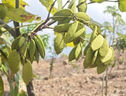 ENERGI HIJAU: Ecopha, Jalur Menuju Bioekonomi Pongamia